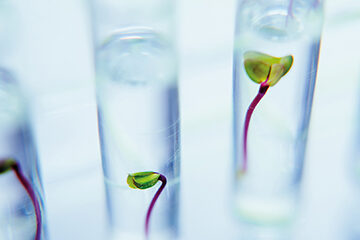 Seedlings in test tubes in laboratory.