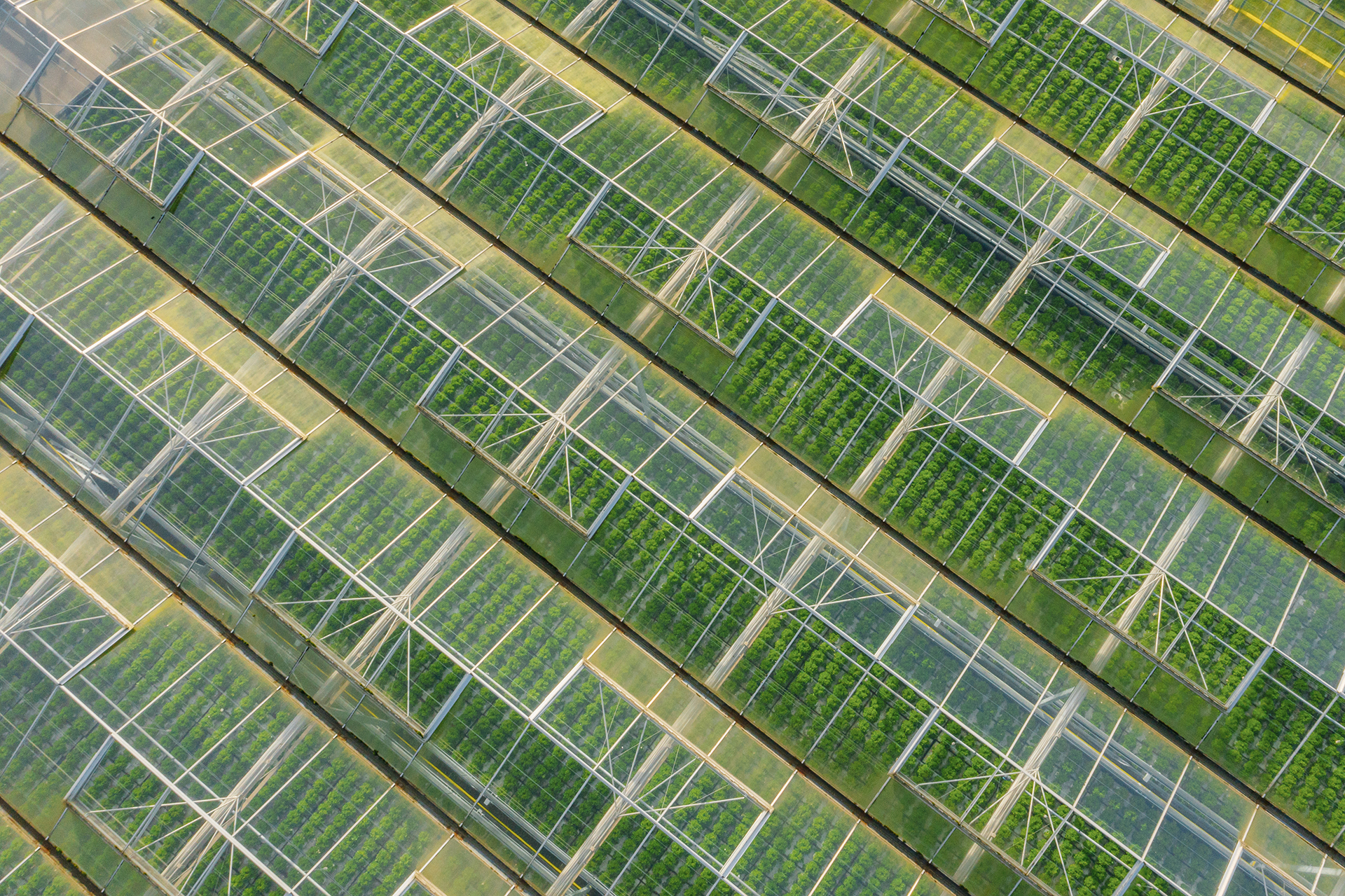 Aerial view of rows of glass greenhouses for food and beverage production, agriculture, and agronomy. Food and beverage testing laboratories test samples for nutritional content, shelf life, contamination, and ingredients.