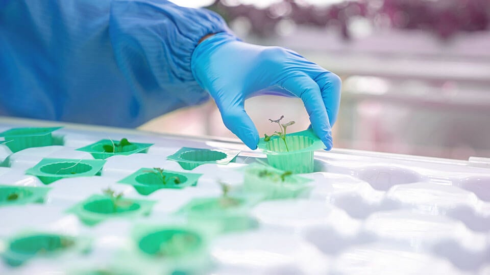Farmer moving seedling hydroponics pots into plant nursery tray