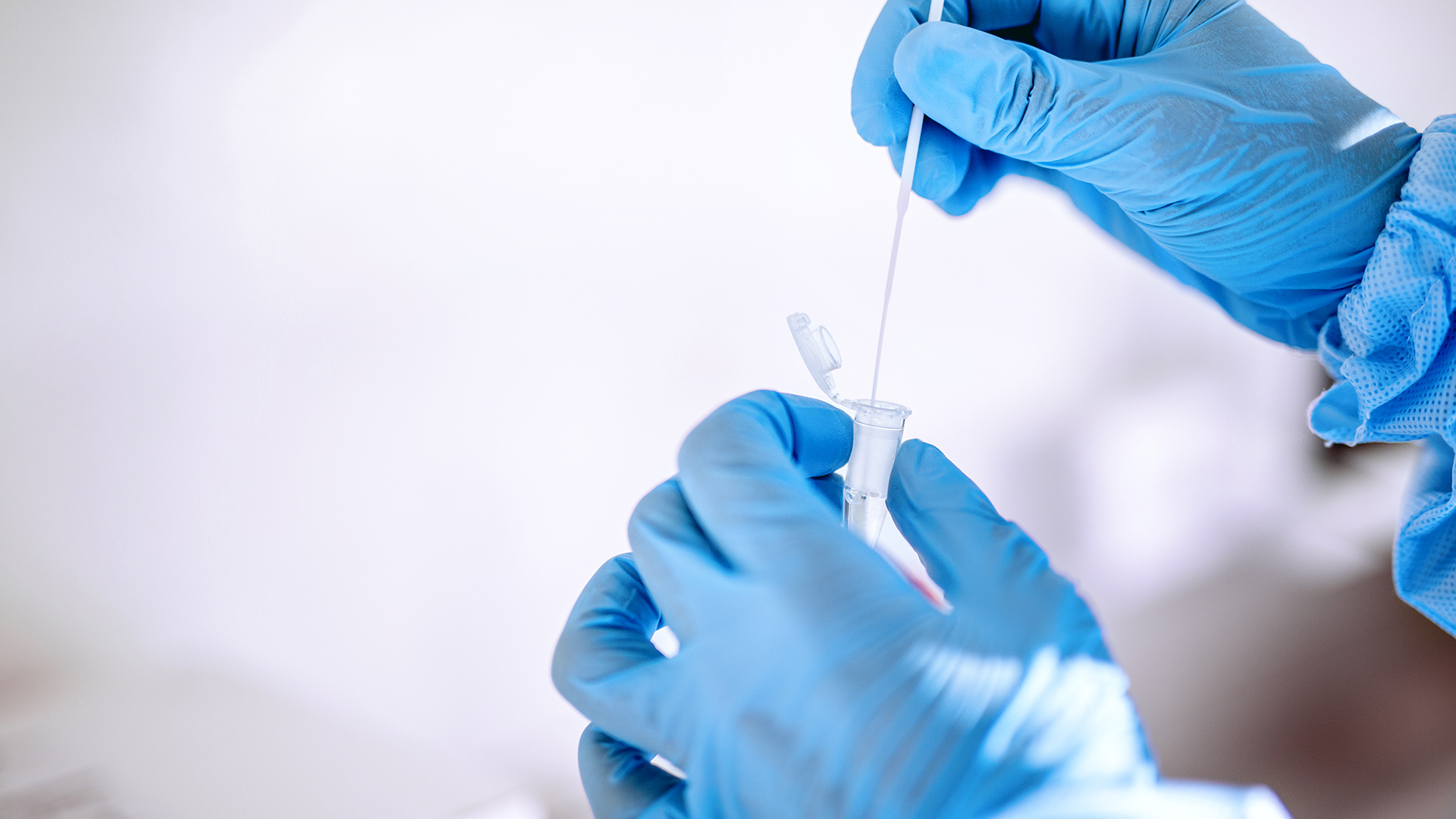 Laboratory analysis, swabbed and testing of coronavirus covid19