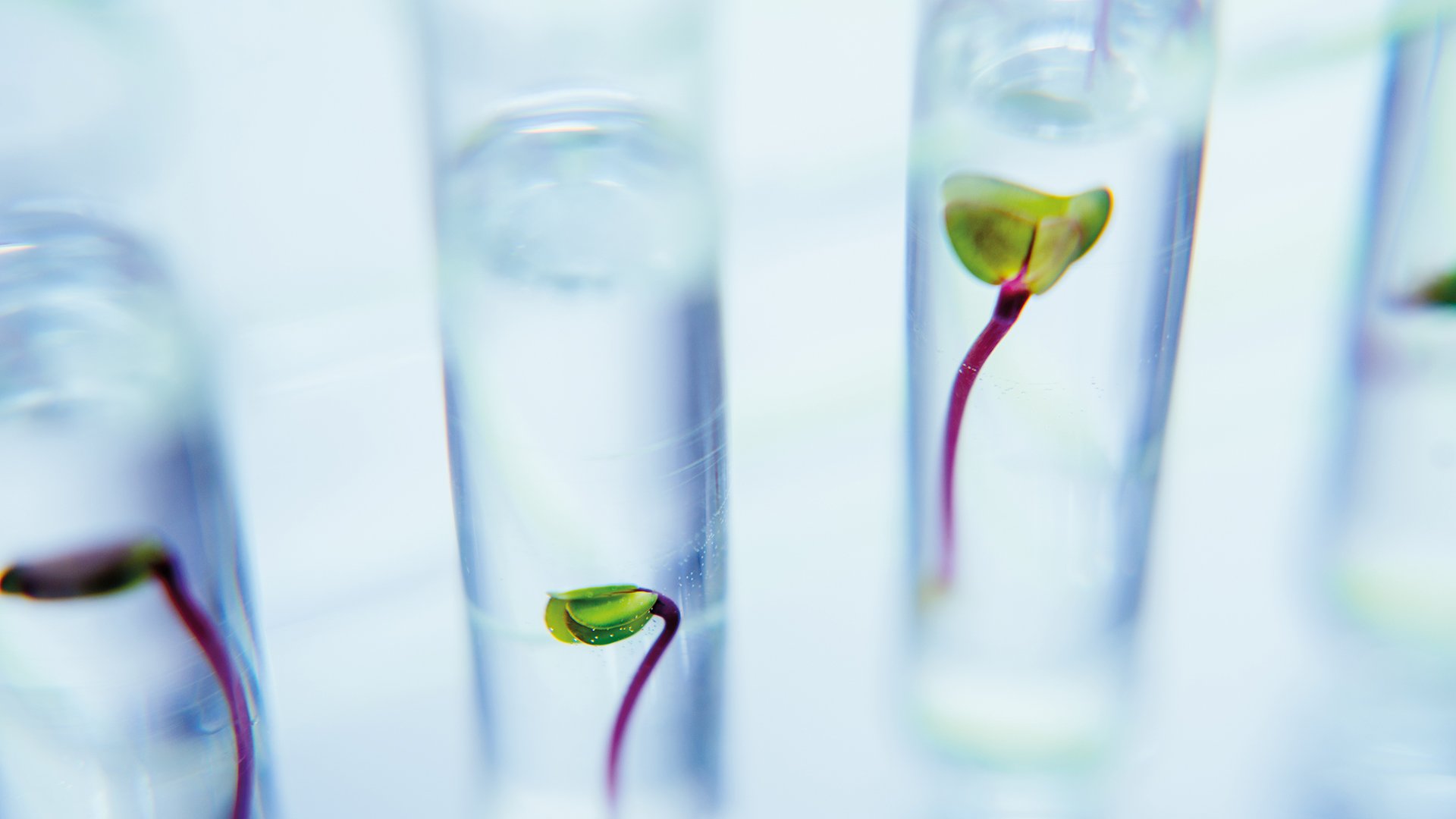 Seedlings in test tubes in laboratory.