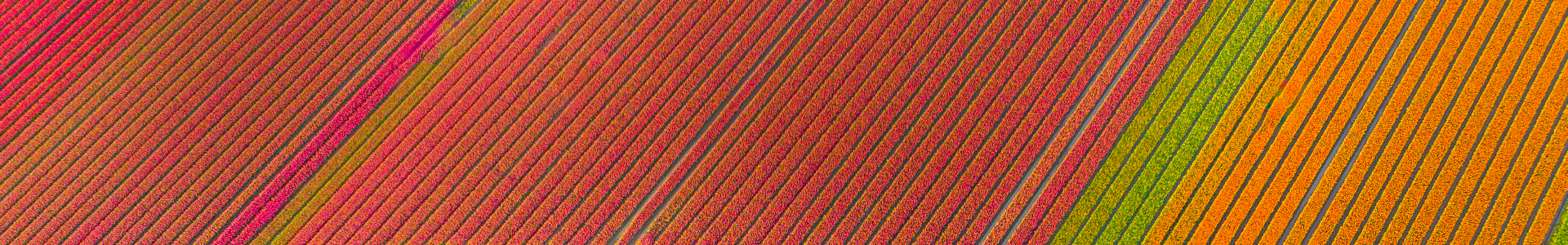 Tulip Field