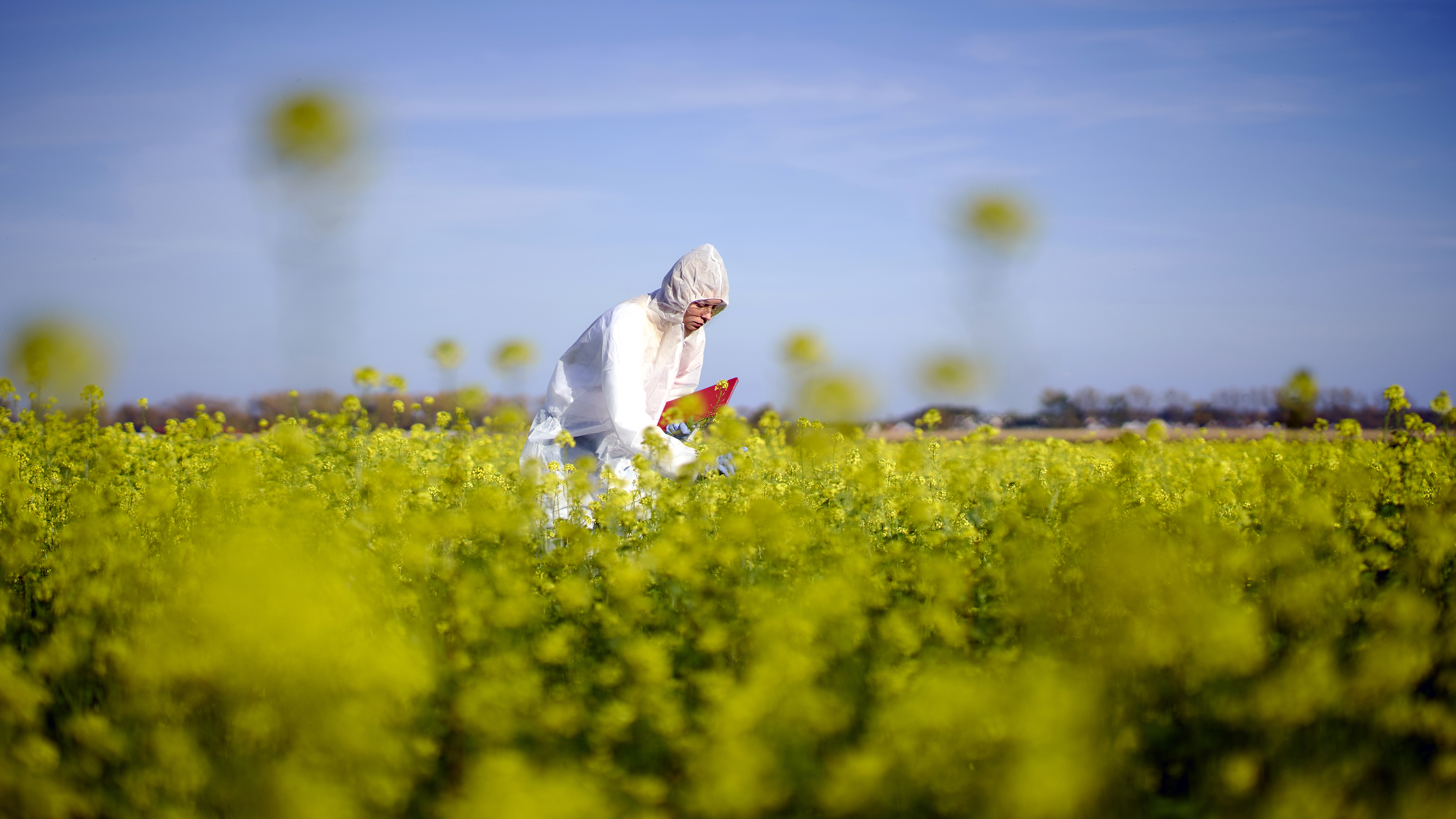 Female agronomist in protective gear recording crop sampling and quality control test results in rape seed canola farm field in Germany