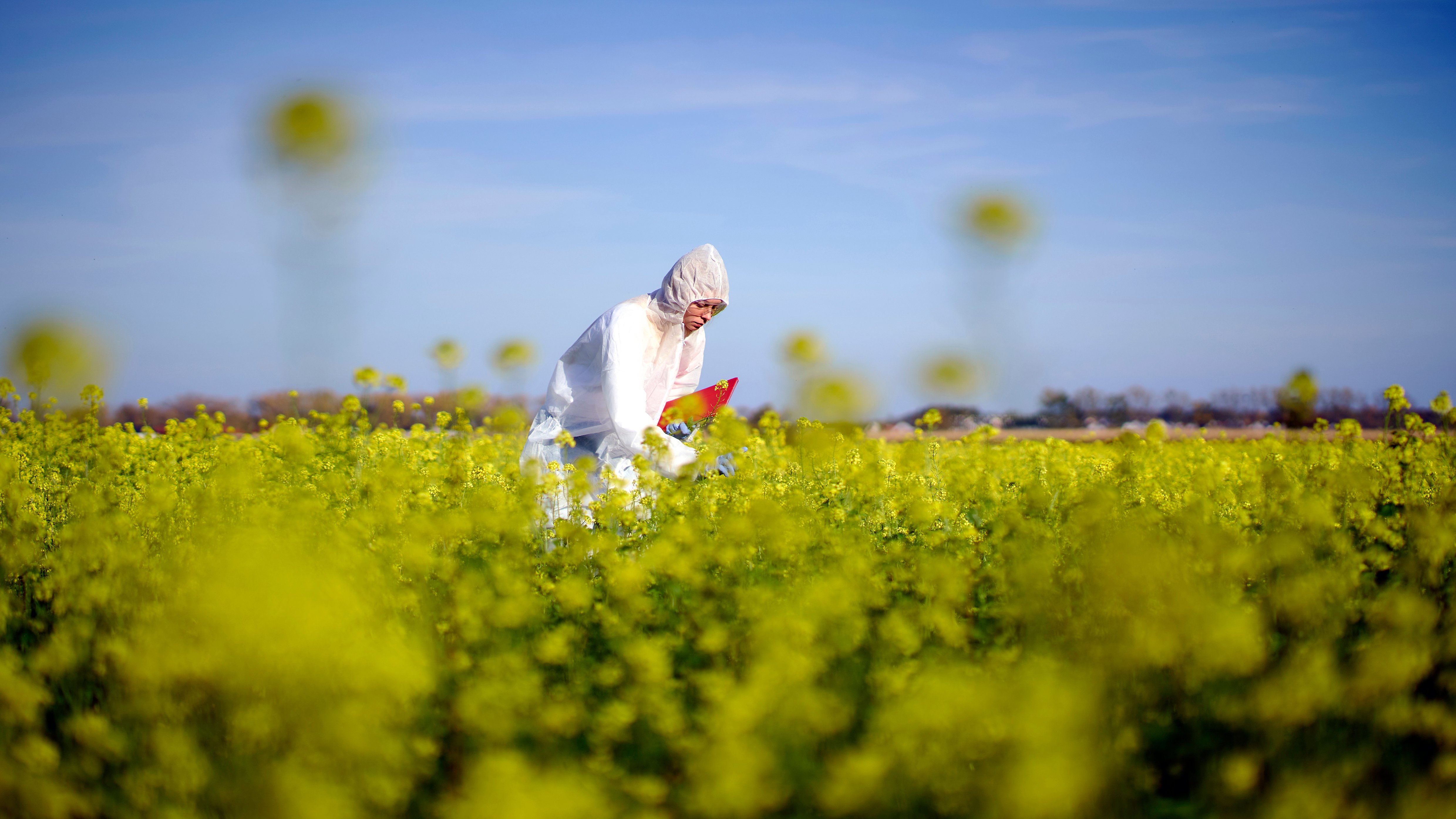 Female agronomist in protective gear recording crop sampling and quality control test results in rape seed canola farm field in Germany