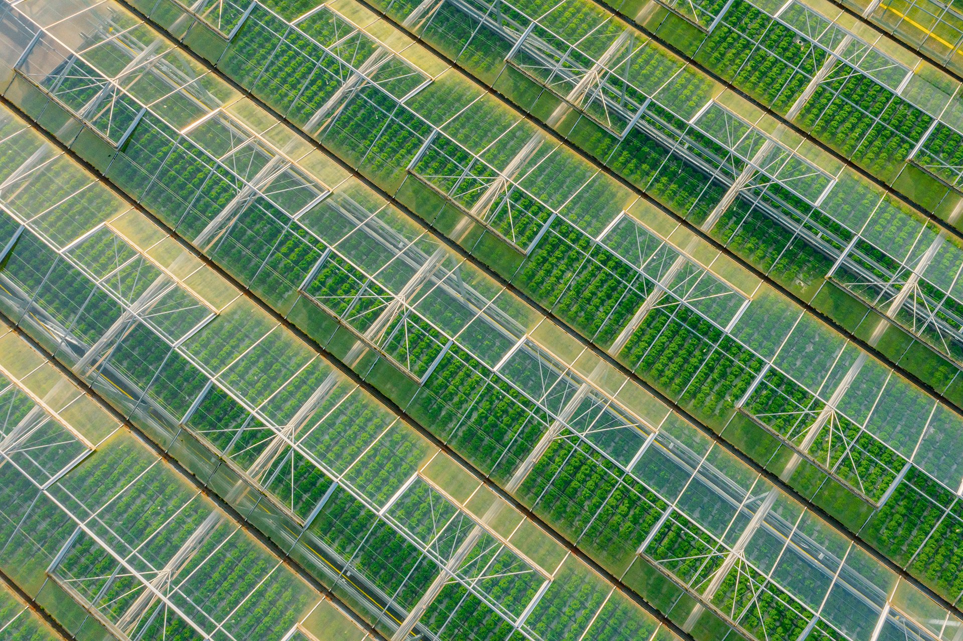 Aerial view of rows of glass greenhouses for food and beverage production, agriculture, and agronomy. Food and beverage testing laboratories test samples for nutritional content, shelf life, contamination, and ingredients.