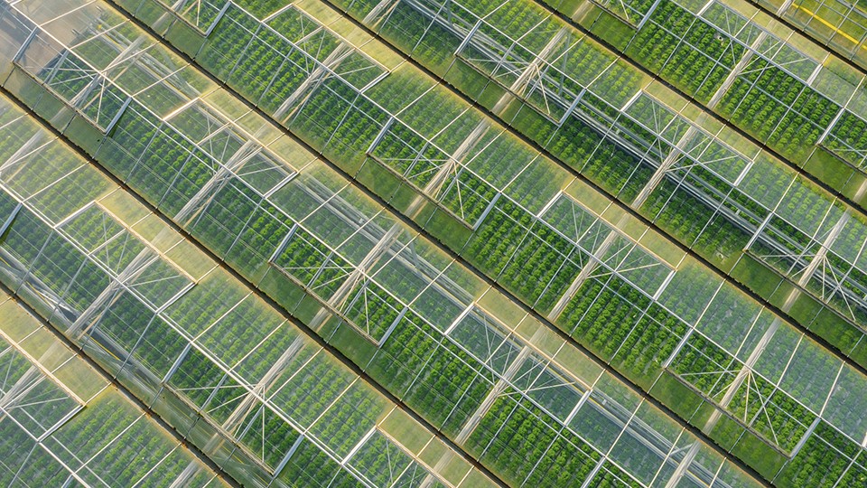 Aerial view of rows of glass greenhouses for food and beverage production, agriculture, and agronomy. Food and beverage testing laboratories test samples for nutritional content, shelf life, contamination, and ingredients.